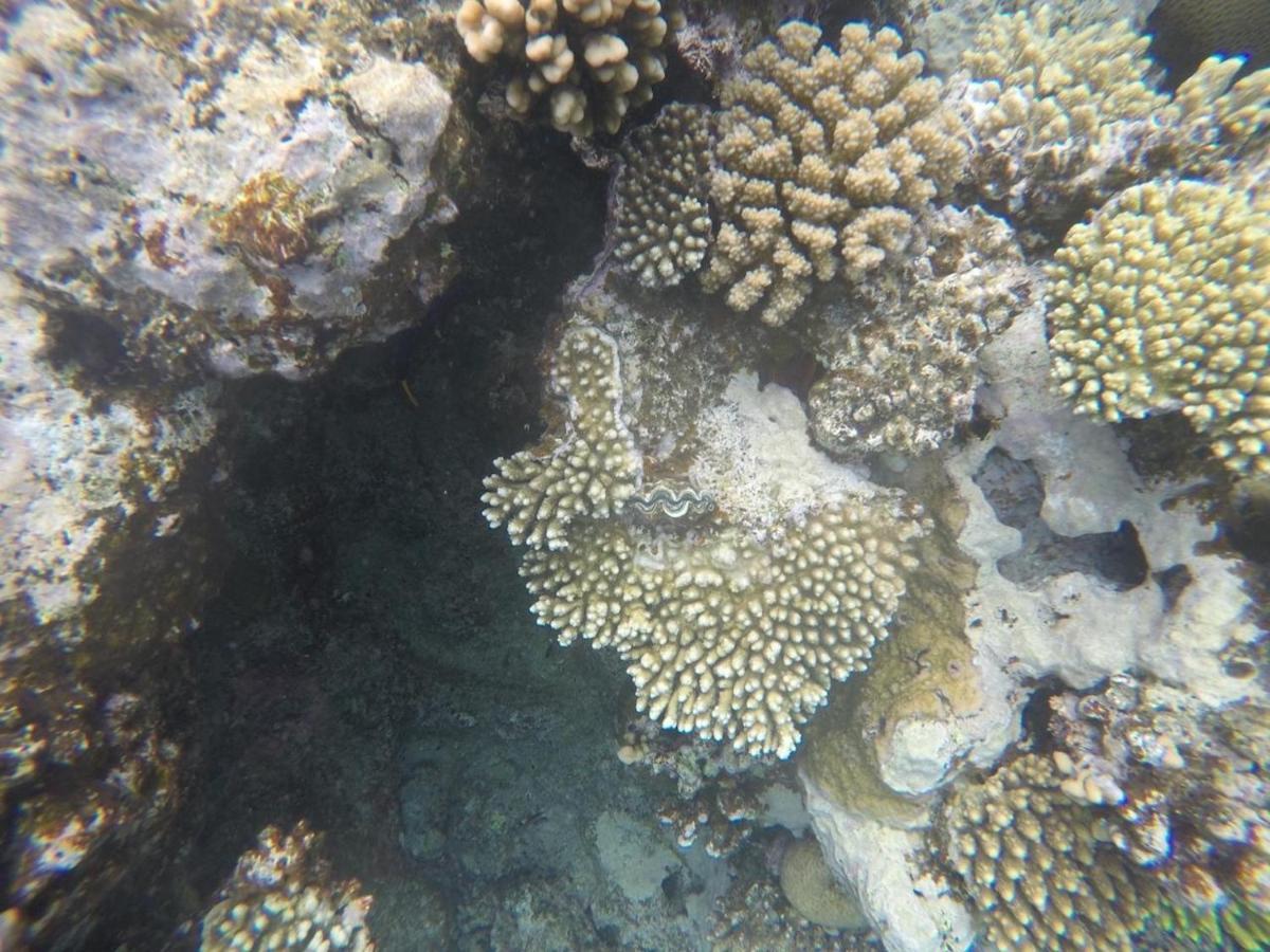 Star Of Dahab Hotel מראה חיצוני תמונה
